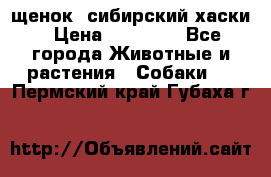 щенок  сибирский хаски › Цена ­ 12 000 - Все города Животные и растения » Собаки   . Пермский край,Губаха г.